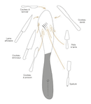 Couteau le George inox brillant - Maison Habiague